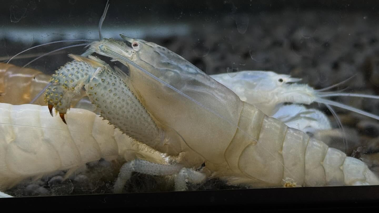 aquastyleg.base.shop/items/128...