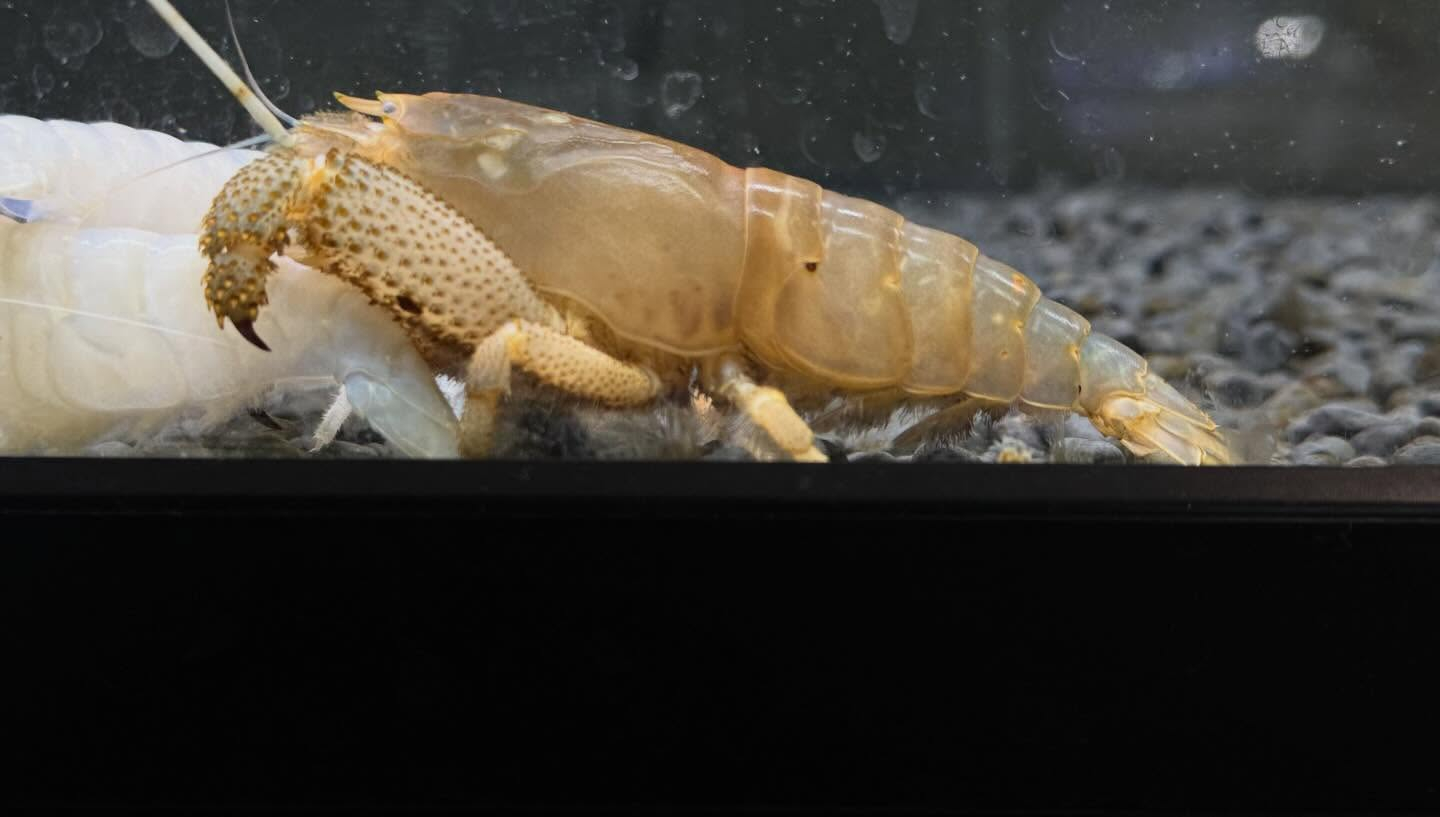 aquastyleg.base.shop/items/128...