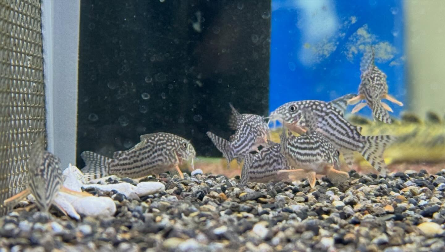 aquastyleg.base.shop/items/128...