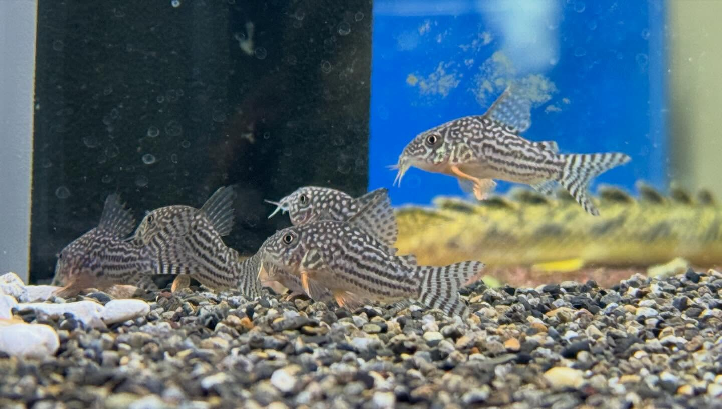 aquastyleg.base.shop/items/128...