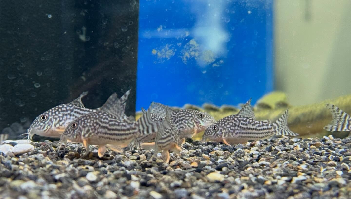 aquastyleg.base.shop/items/128...