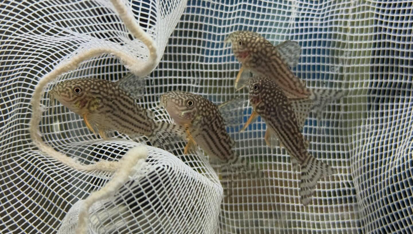 aquastyleg.base.shop/items/128...