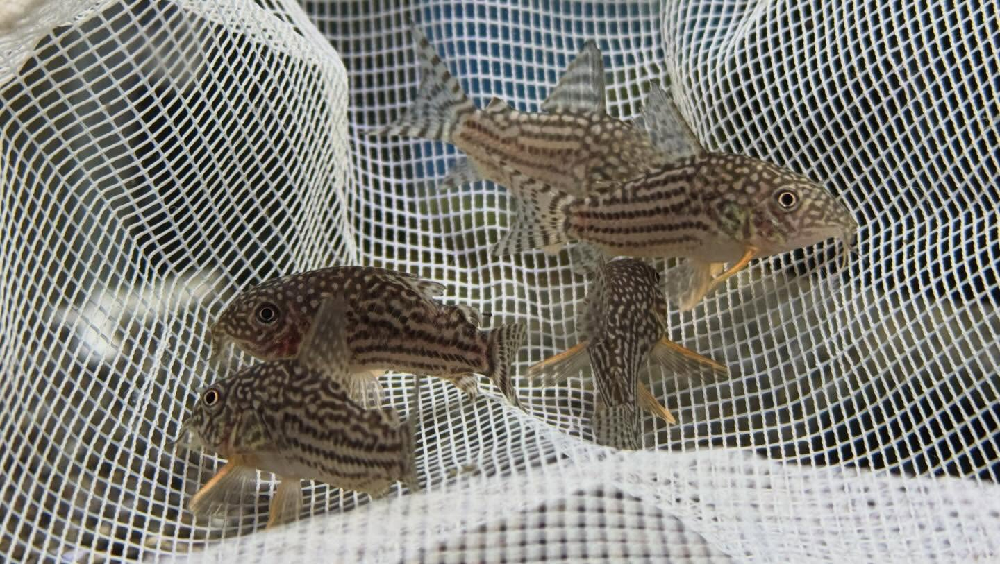 aquastyleg.base.shop/items/128...