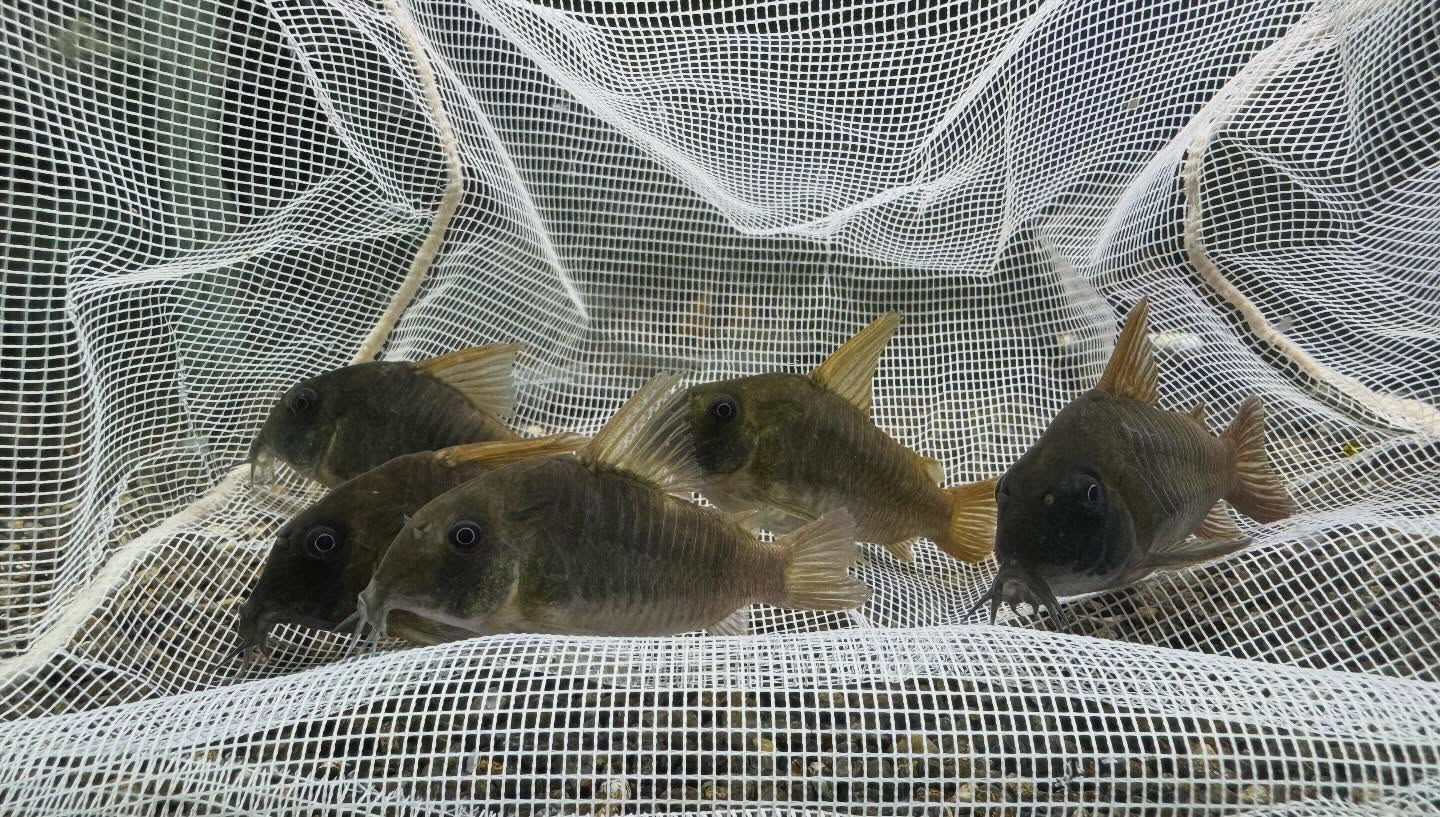 aquastyleg.base.shop/items/128...