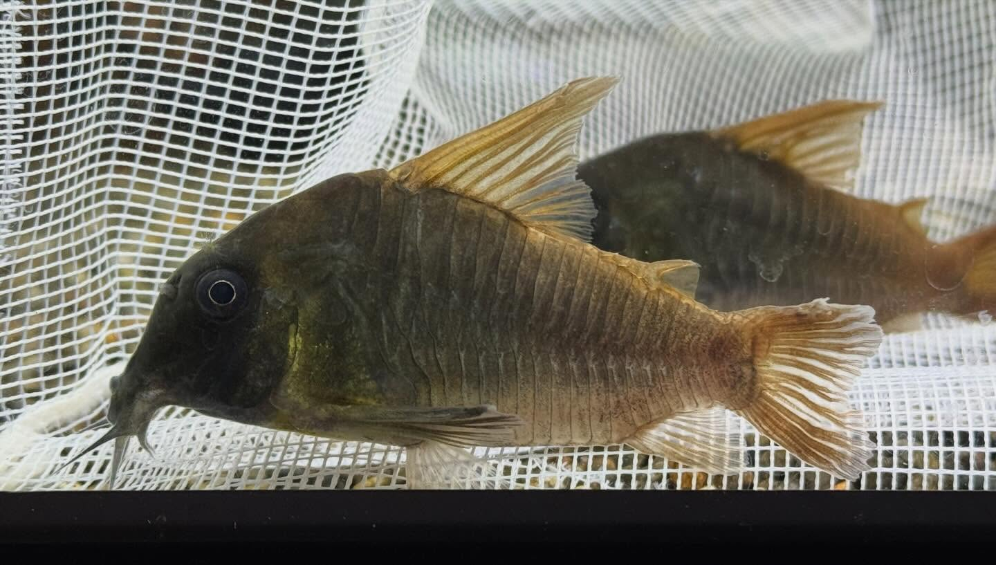 aquastyleg.base.shop/items/128...