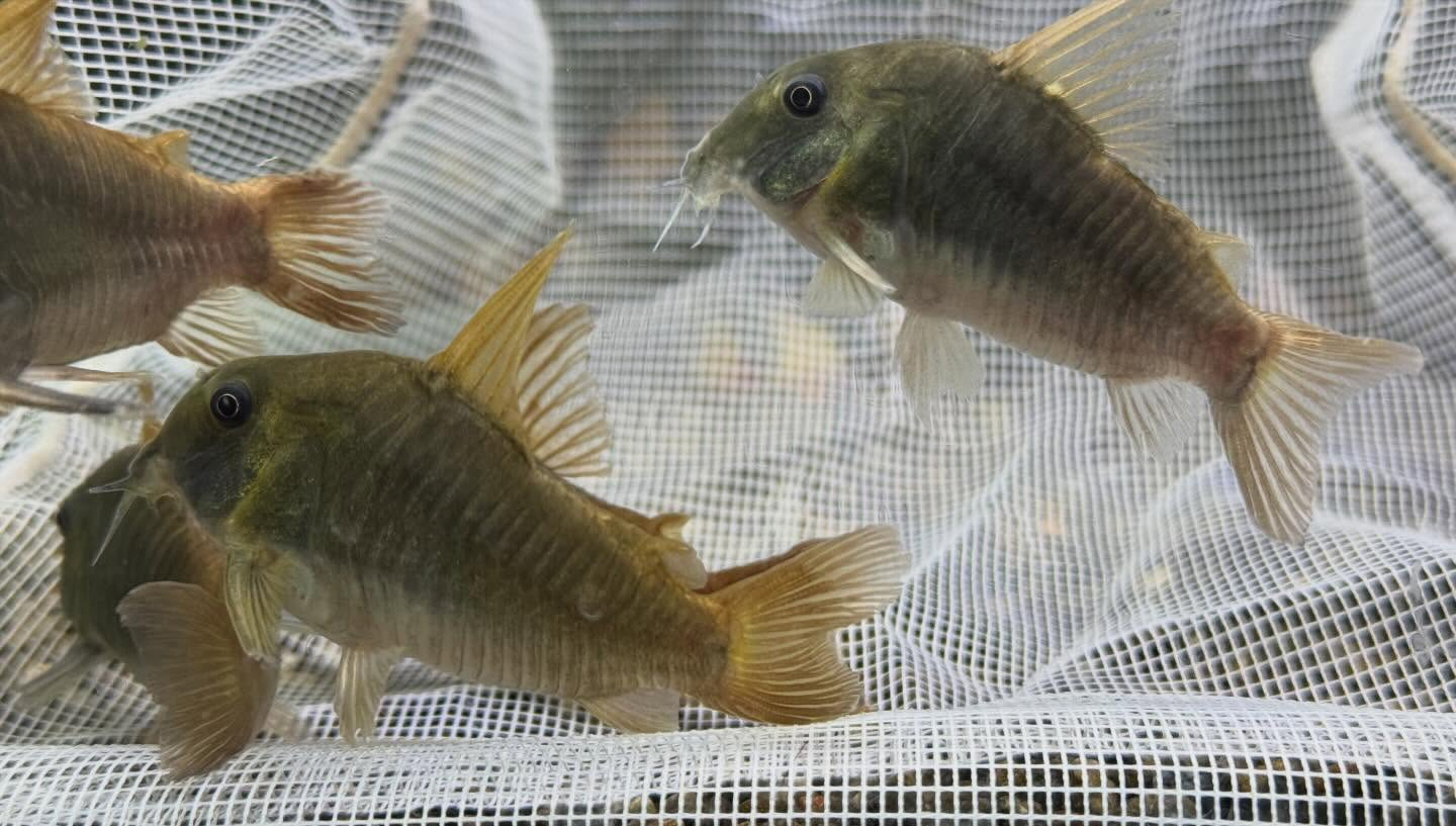 aquastyleg.base.shop/items/128...