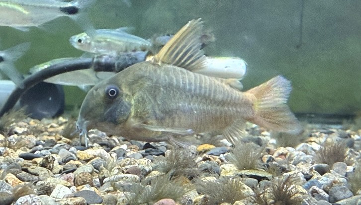 aquastyleg.base.shop/items/128...