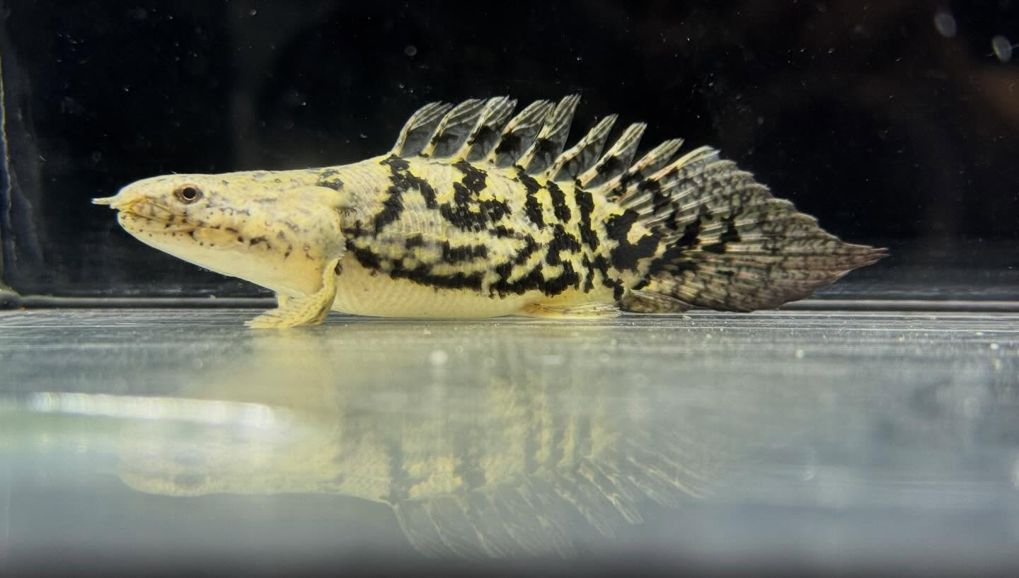 セレクト新入荷🔥