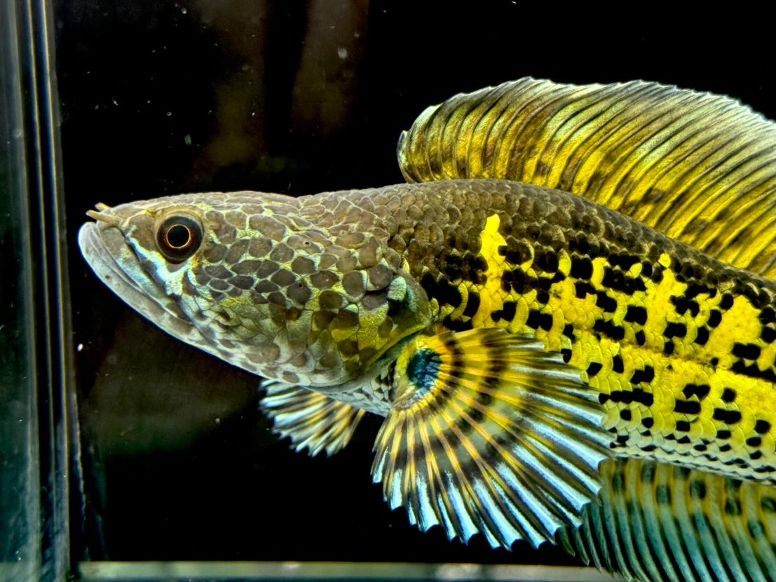 セレクト新入荷🔥