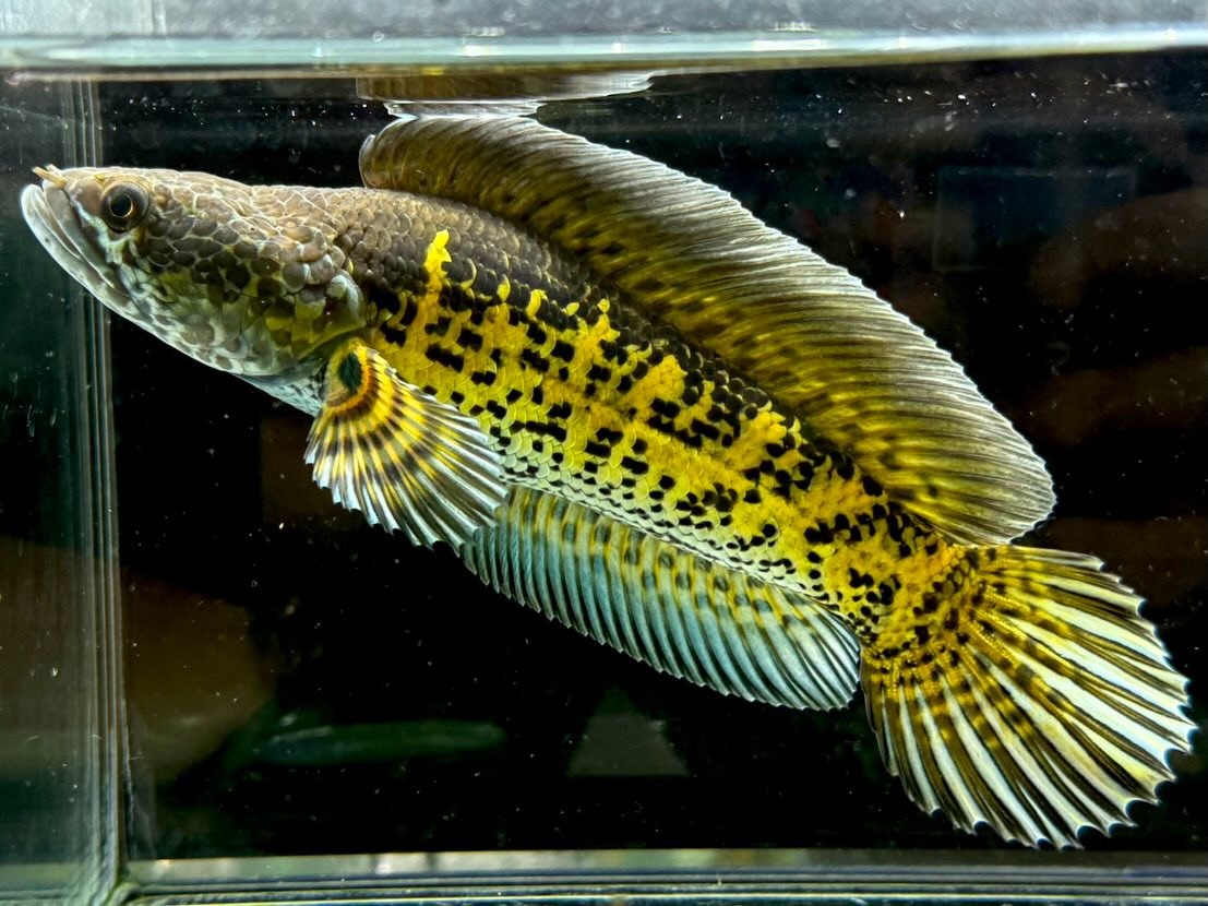 セレクト新入荷🔥