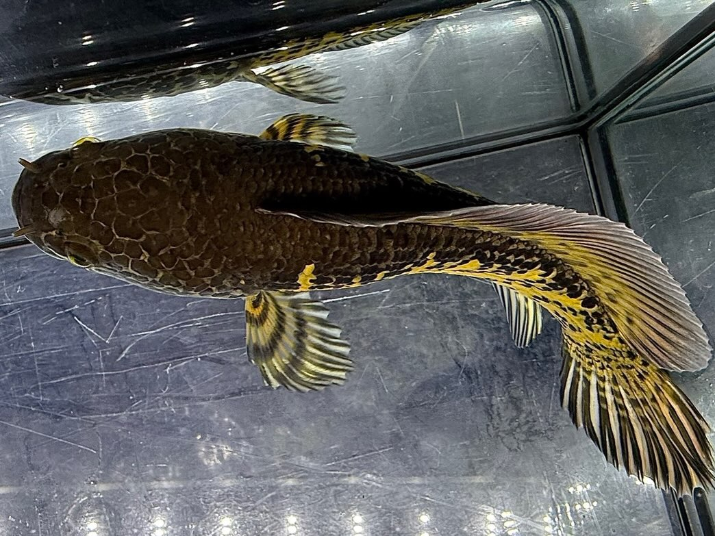 セレクト新入荷🔥