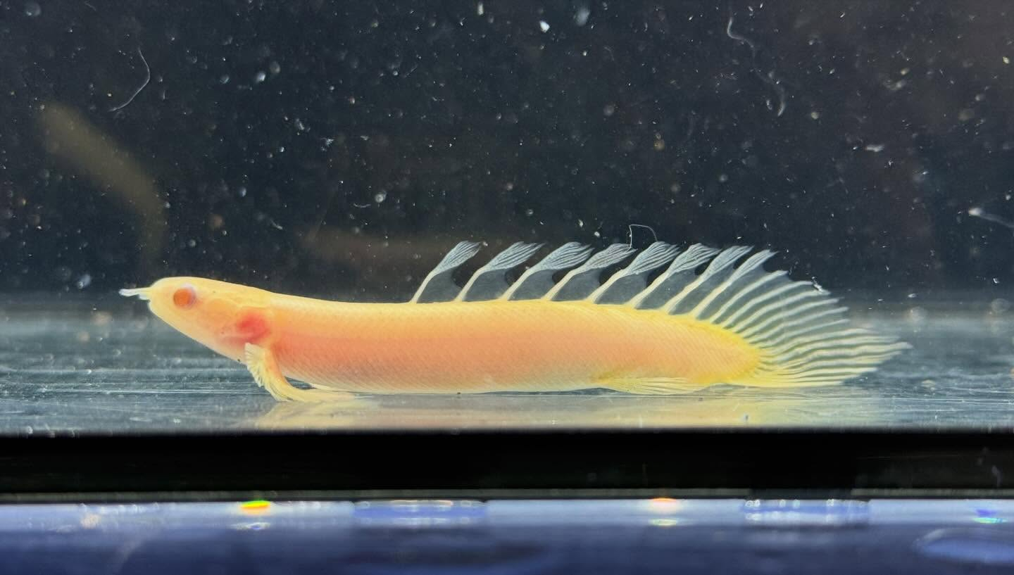 aquastyleg.base.shop/items/129...