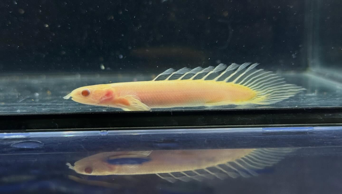 aquastyleg.base.shop/items/129...