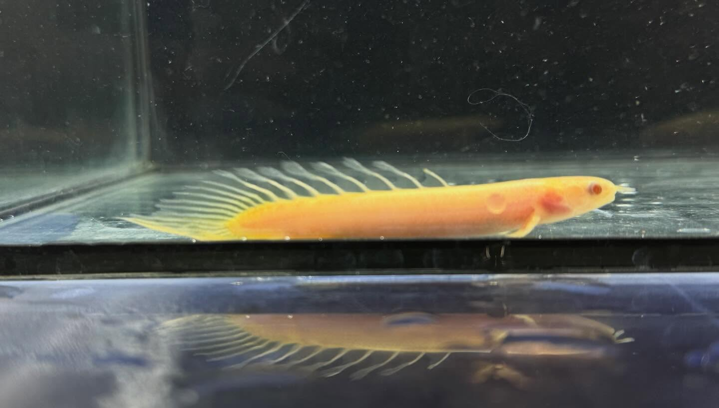 aquastyleg.base.shop/items/129...