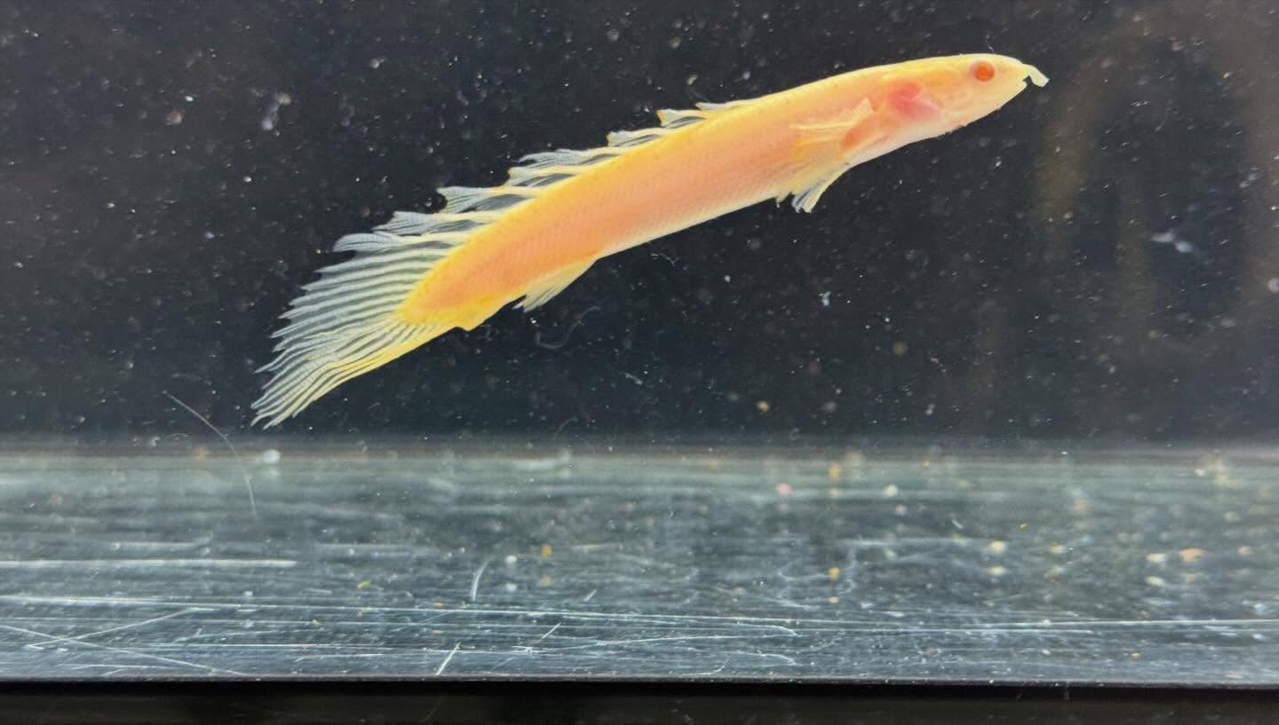 aquastyleg.base.shop/items/129...