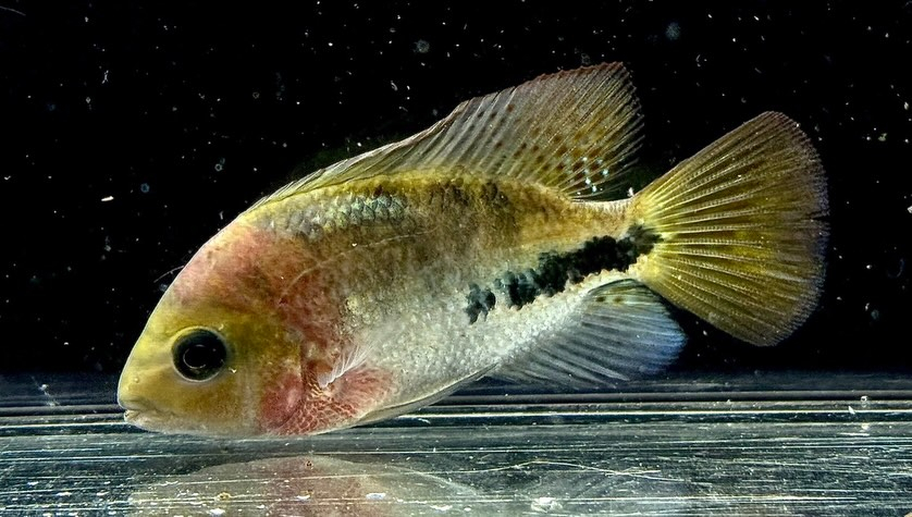 aquastyleg.base.shop/items/129...