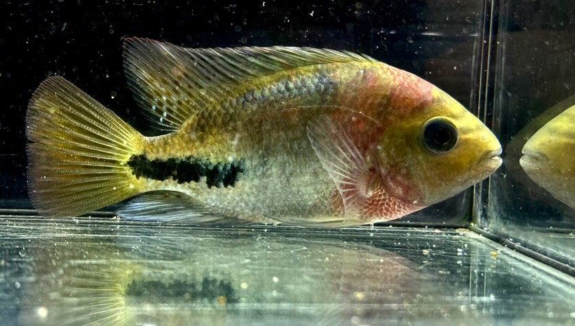 aquastyleg.base.shop/items/129...