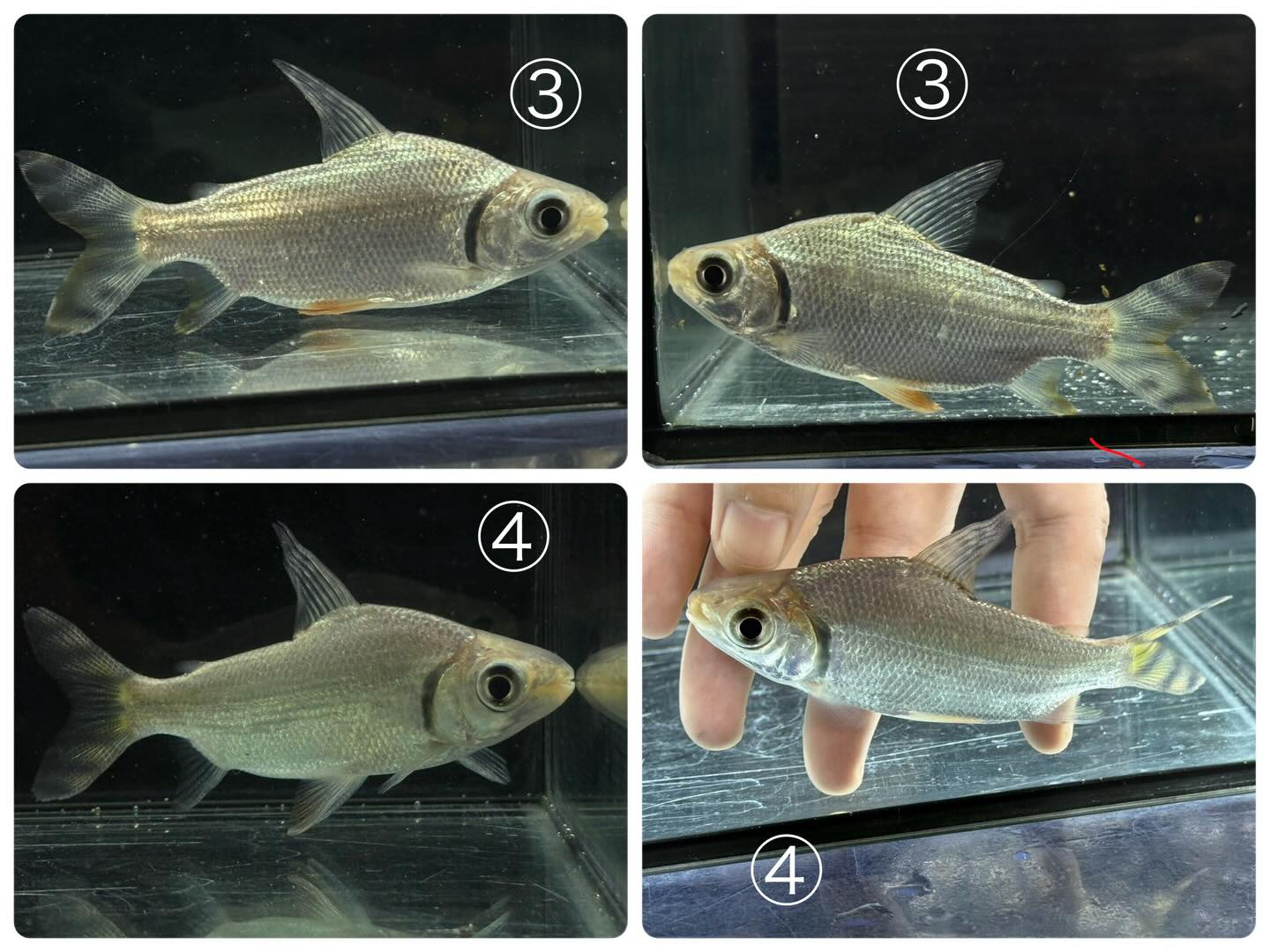 aquastyleg.base.shop/items/129...