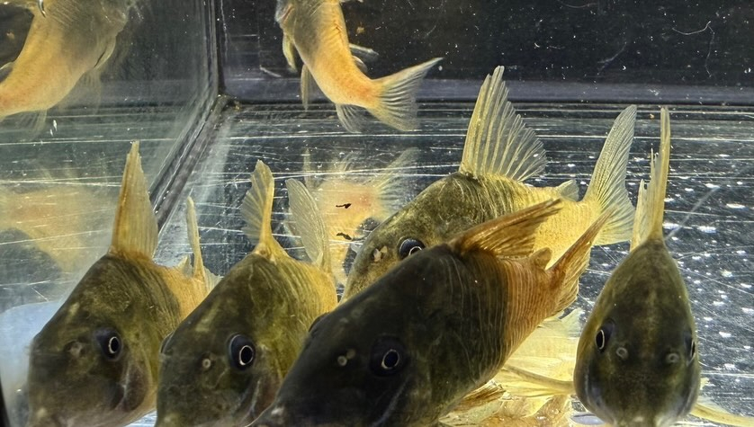 aquastyleg.base.shop/items/129...