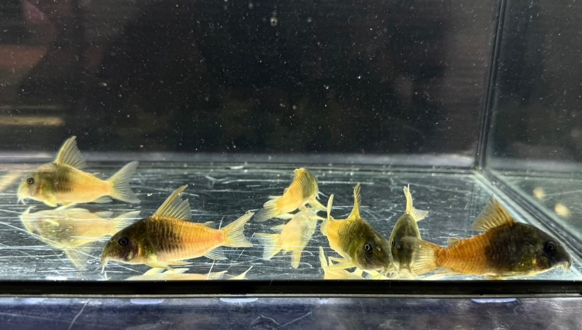 aquastyleg.base.shop/items/129...