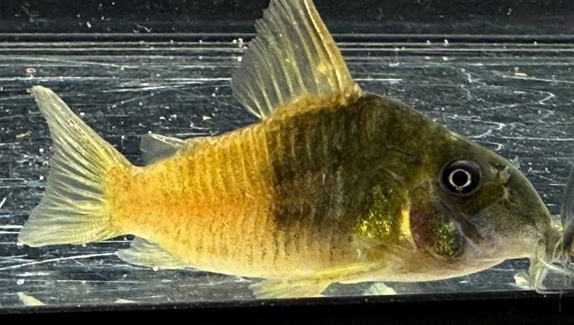 aquastyleg.base.shop/items/129...