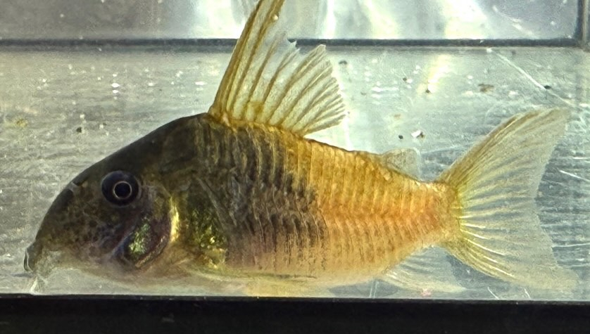 aquastyleg.base.shop/items/129...