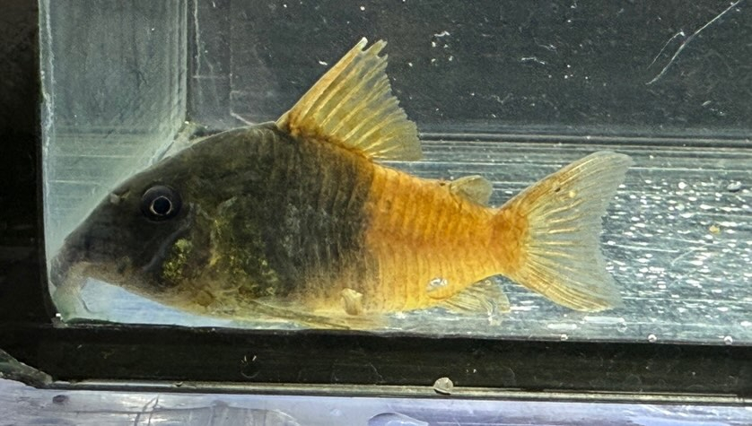 aquastyleg.base.shop/items/129...