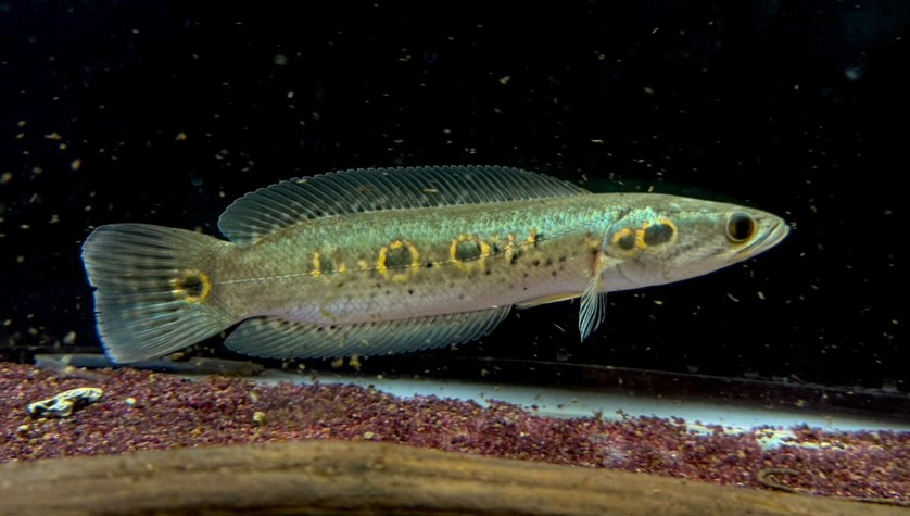 aquastyleg.base.shop/items/129...