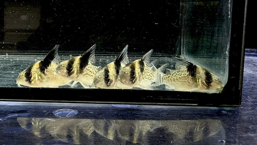 aquastyleg.base.shop/items/129...