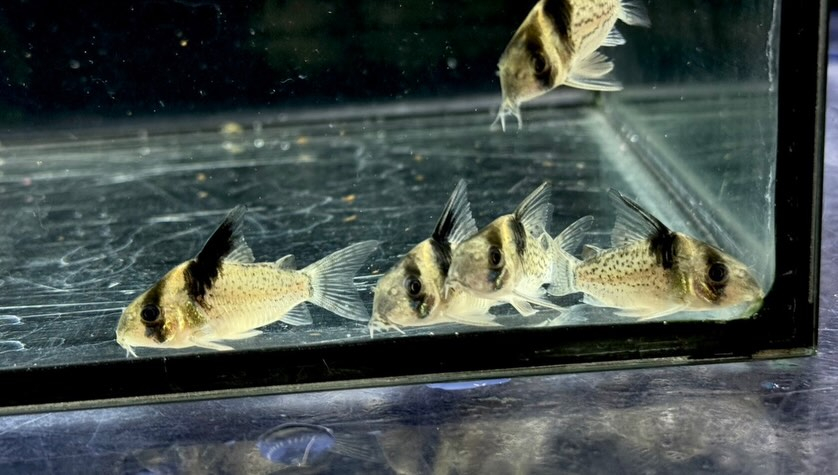 aquastyleg.base.shop/items/129...