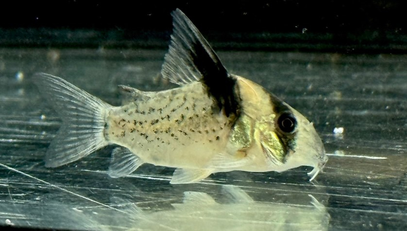 aquastyleg.base.shop/items/129...