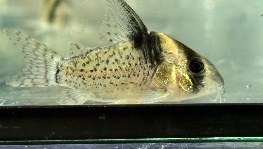 aquastyleg.base.shop/items/129...