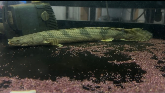 aquastyleg.base.shop/items/129...