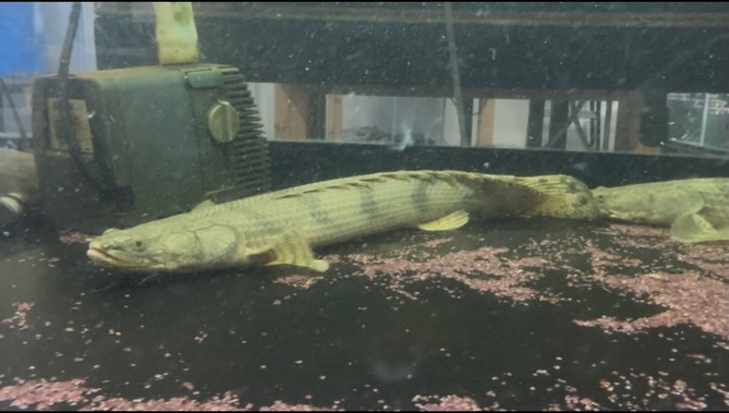 aquastyleg.base.shop/items/129...