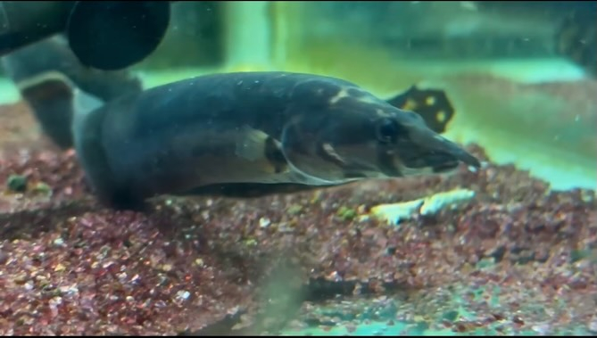 aquastyleg.base.shop/items/129...