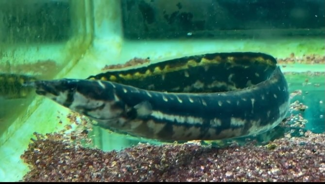 aquastyleg.base.shop/items/129...