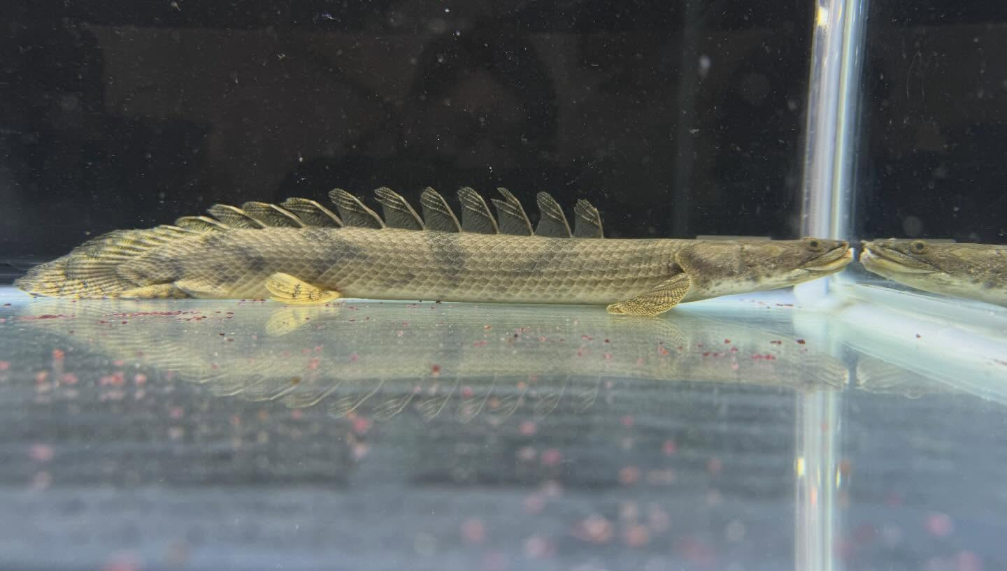 aquastyleg.base.shop/items/129...