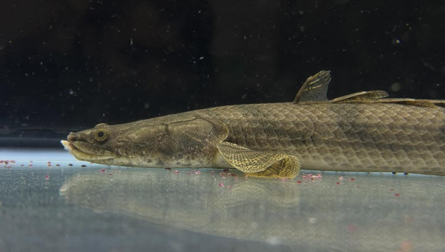 aquastyleg.base.shop/items/129...