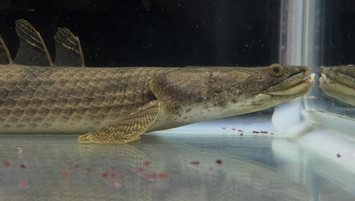 aquastyleg.base.shop/items/129...