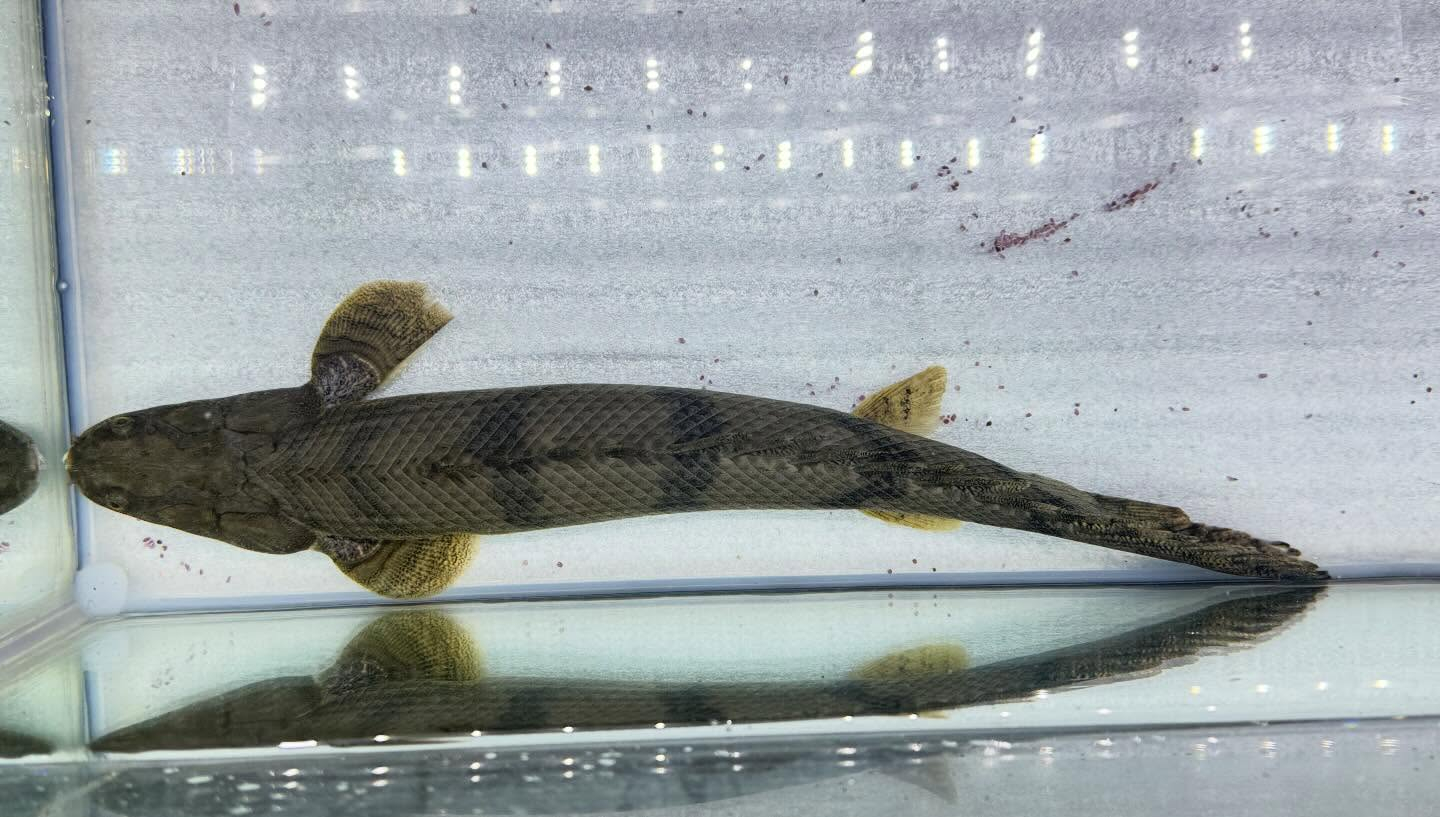 aquastyleg.base.shop/items/129...