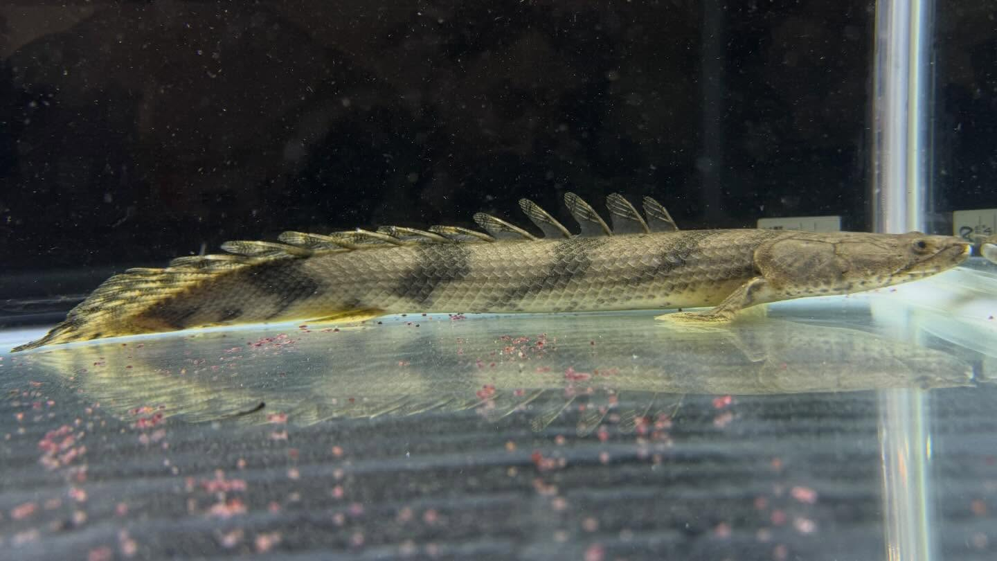 aquastyleg.base.shop/items/129...