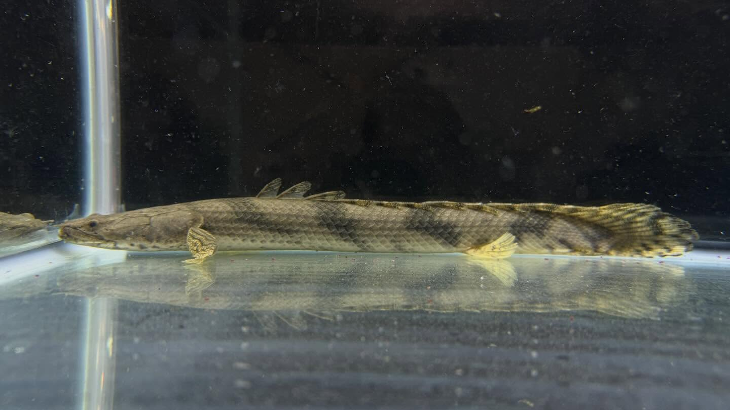 aquastyleg.base.shop/items/129...