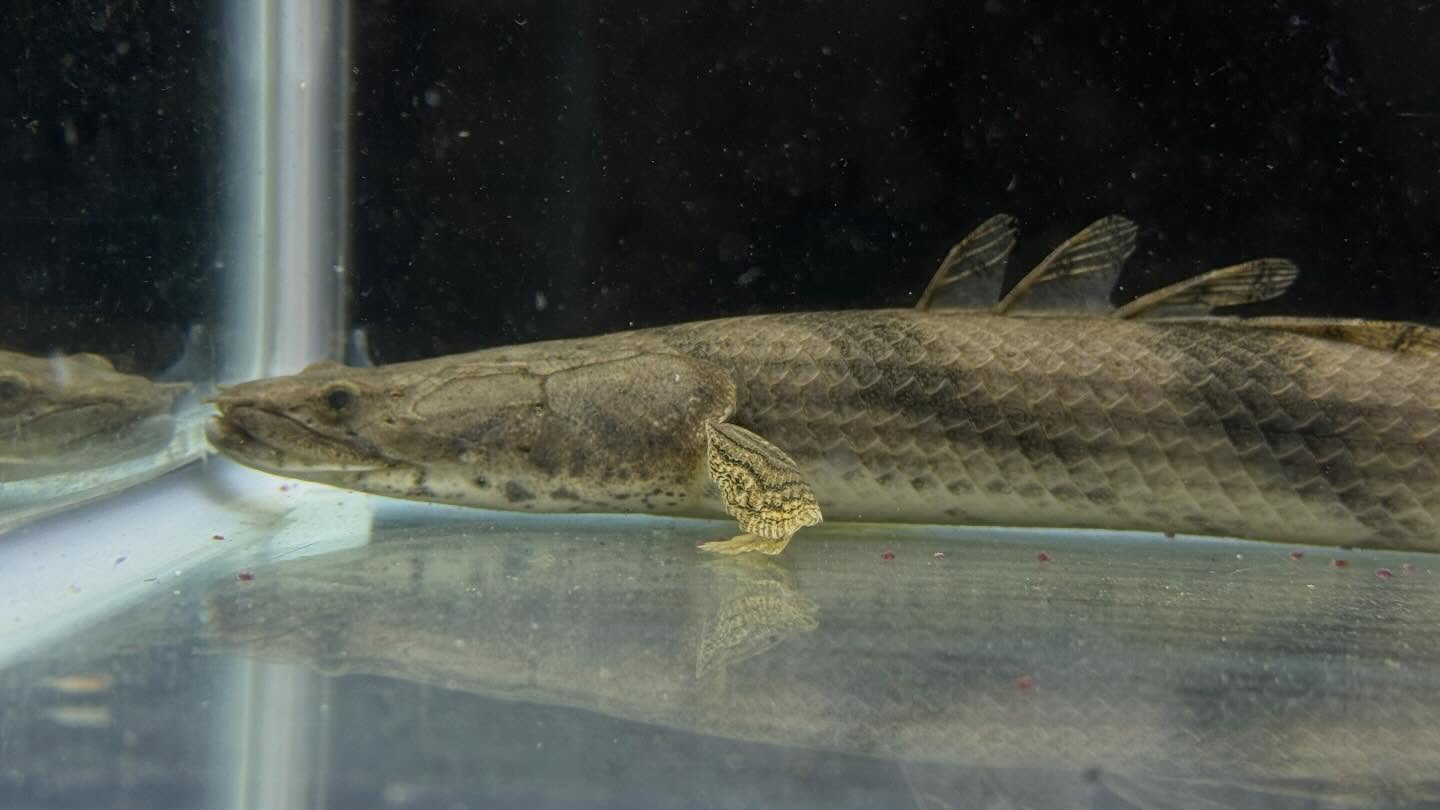 aquastyleg.base.shop/items/129...