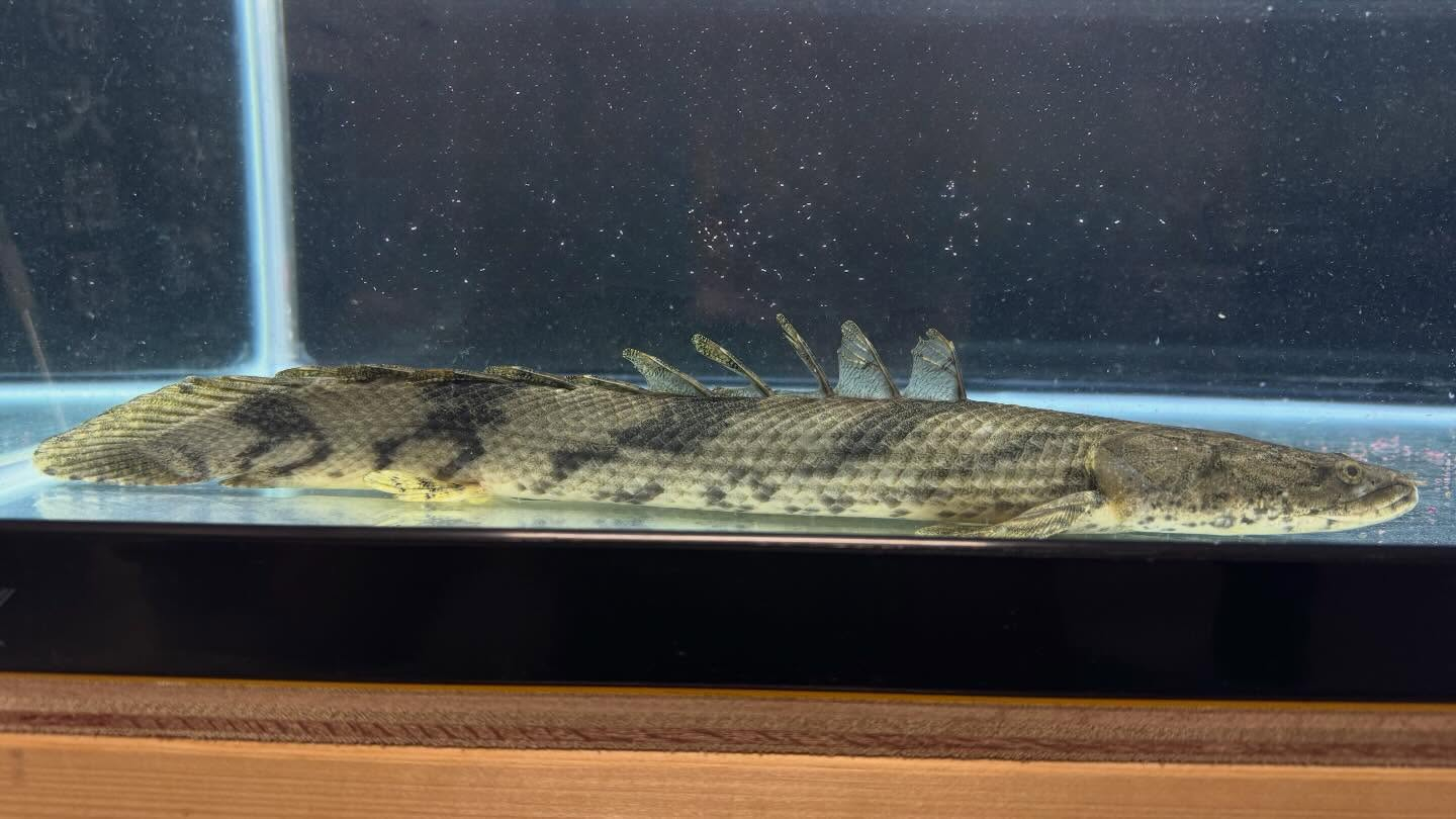 aquastyleg.base.shop/items/129...