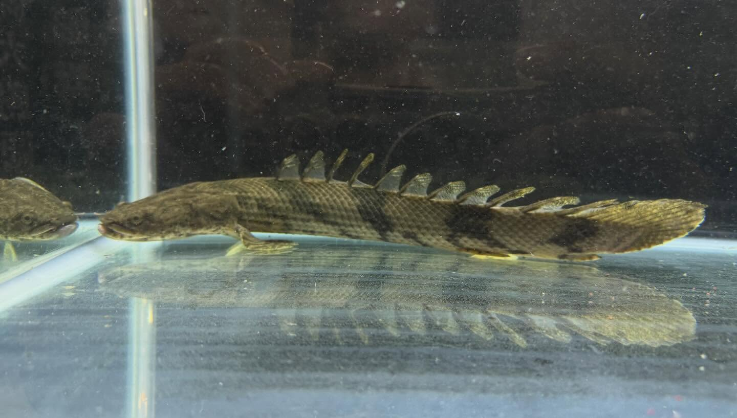 aquastyleg.base.shop/items/129...