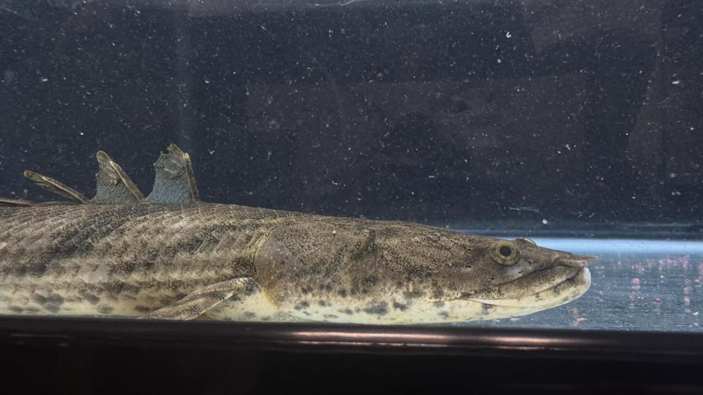 aquastyleg.base.shop/items/129...