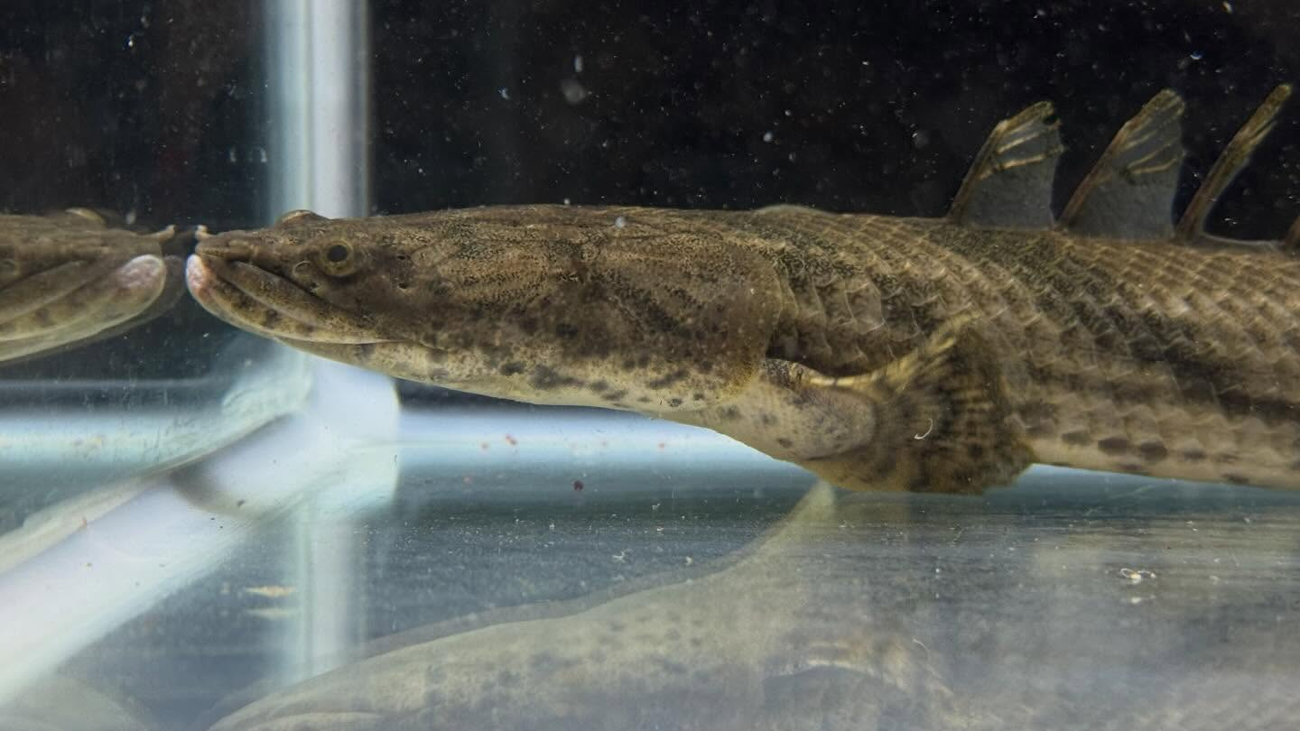 aquastyleg.base.shop/items/129...