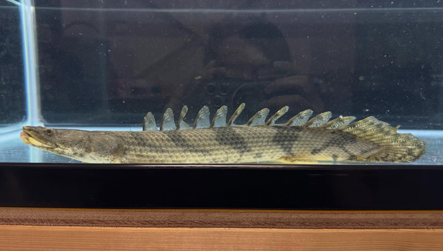 aquastyleg.base.shop/items/129...