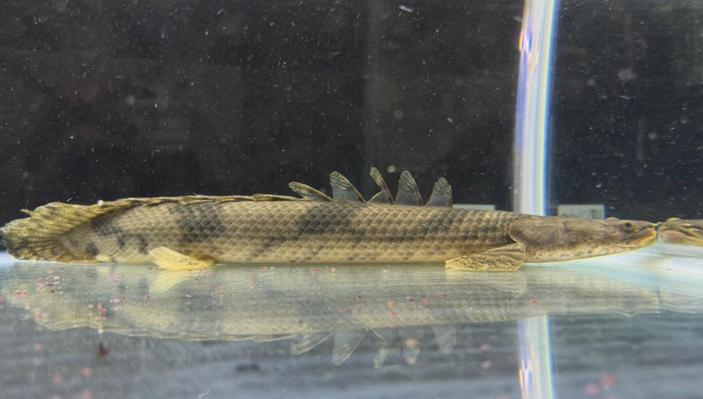 aquastyleg.base.shop/items/129...