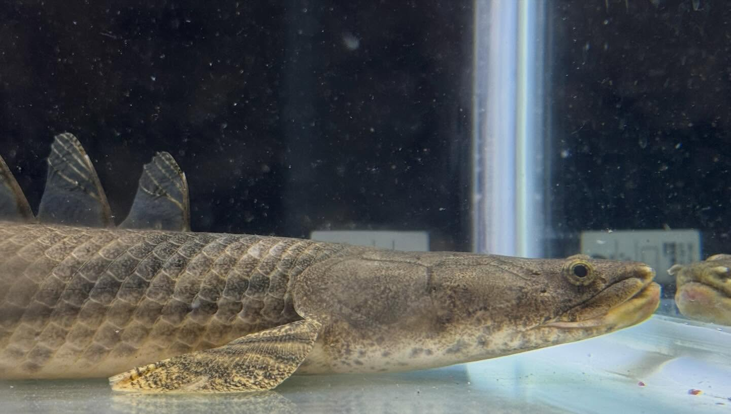 aquastyleg.base.shop/items/129...